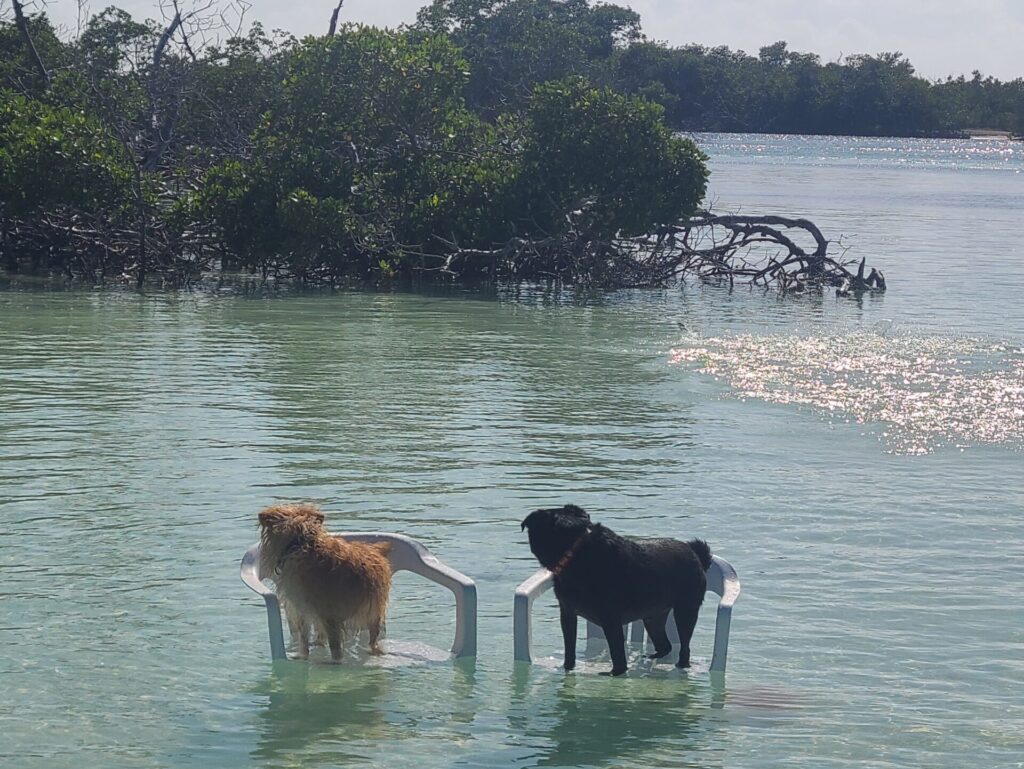 Key West Sandbar Dogs