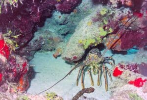 Key West Lobster Charter