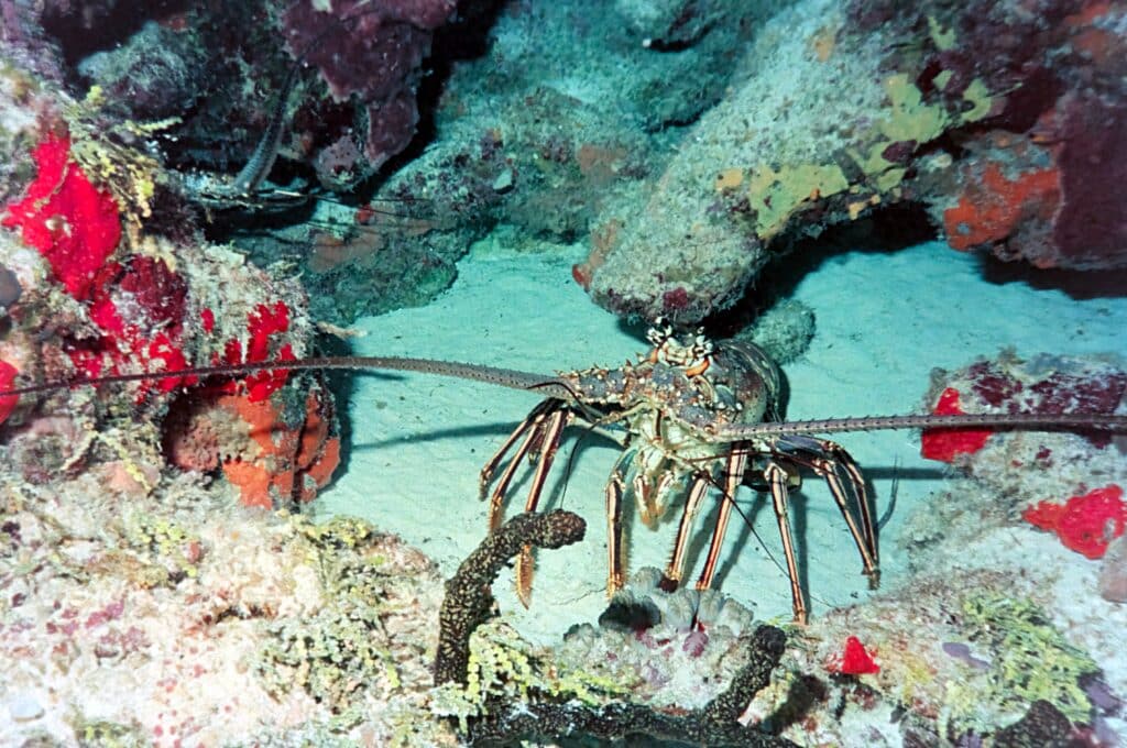 Key West Lobster