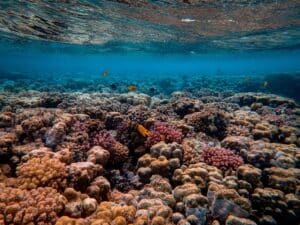Key West Reef Snorkeling